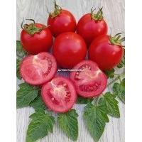 Томат Гном Польский карлик ( 10 шт. семян ) Томат Гном Польский карлик ( 10 шт. семян )