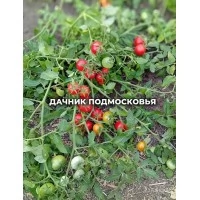 Томат Турецский Стелющийся ( 10 шт. семян ) Томат Турецский Стелющийся ( 10 шт. семян )