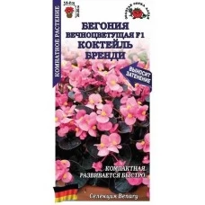 Бегония вечноцветущая Коктейль Бренди 5 шт
